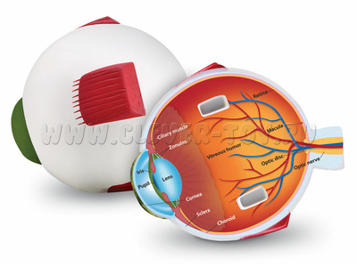 Анатомия. Модель глаза человека